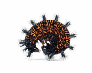 Невероятные формы и цвета