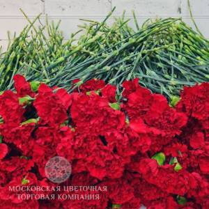 Гвоздика красная россыпью, 100 штук