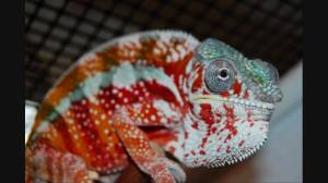 Пантеровый хамелеон Furcifer pardalis