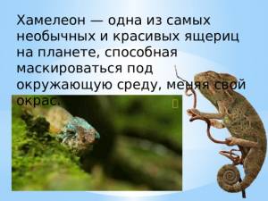 Изготовление аппликации Хамелеон, с элементами лепки