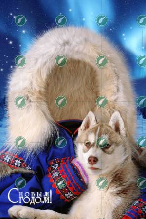 Щенок хаски