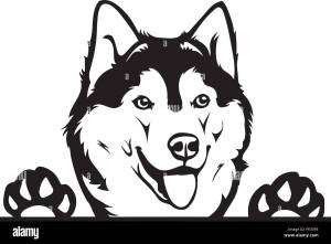 Хаски трафарет