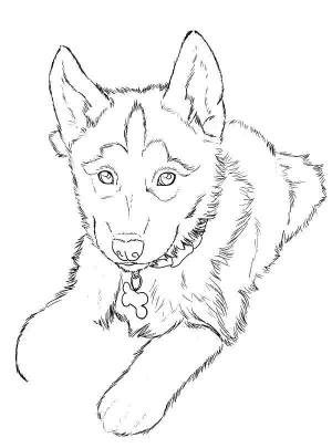 Раскраски хаски, Раскраска Щенок хаски собаки хаски