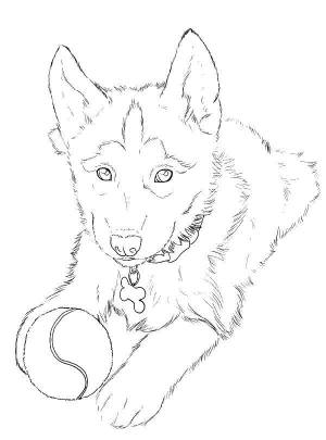 Раскраски собаки хаски , Категория