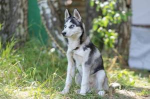 Собака щенок хаски, молодой хаски