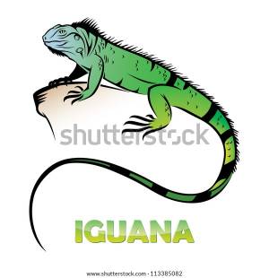 Iguana Vector Illustration