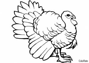 Раскраска Индейка