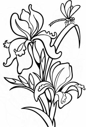 шаблон ирис