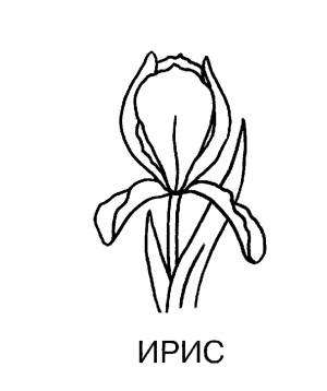 Раскраска Ирис