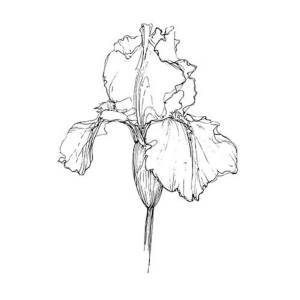 Картинки ирисы цветы нарисованные карандашом красивые