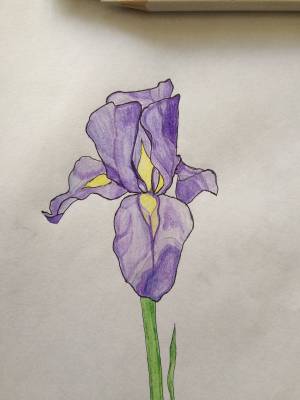 Ирисы рисунки для срисовки