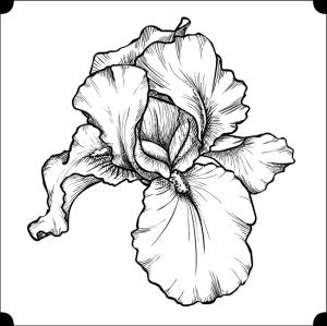 Картинки ирисы цветы нарисованные карандашом красивые