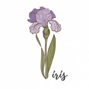 Фиолетовые ирисы на белом фоне вектор цветок рука рисунок
