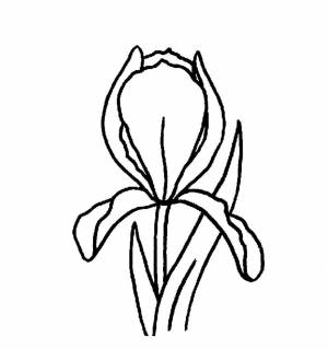 Ирисы контурный петельчатый мастер класс в технике квиллинг пошагово как сделать цветок своими руками изделия фото