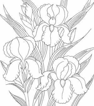 Ирисы контурный петельчатый мастер класс в технике квиллинг пошагово как сделать цветок своими руками изделия фото