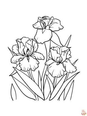 Откройте для себя красоту ириса с помощью бесплатных раскрасок для печати