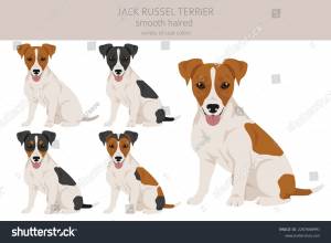 Джек рассел терьер