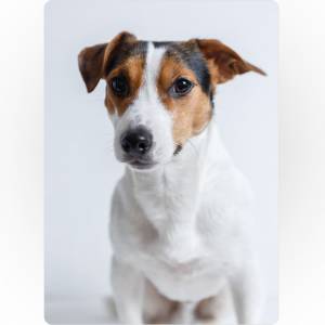 Плед Джек-Рассел-Терьер