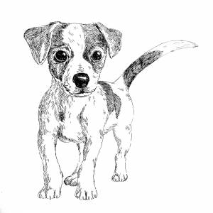 Джек рассел терьер рисунок карандашом