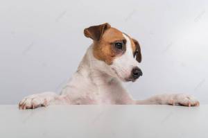 чистокровный джек рассел выглядывает из за баннера на белом фоне Фото И картинка для й загрузки