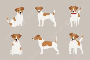 Коллекция поз собак породы джек рассел терьер вектор PNG , щенок, Джек Рассел, коричневый PNG картинки и пнг рисунок для й загрузки