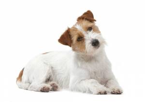 Груминг, тримминг, стрижка джек-рассел терьера