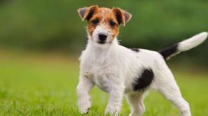 Джек рассел терьер