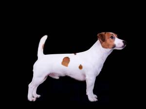 Джек Рассел терьер Описание, плюсы и минусы, выбор щенка, питомники