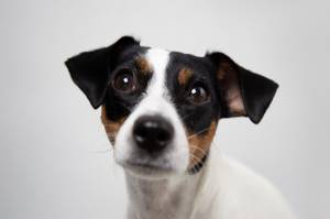 Портрет собаки джек рассел терьер