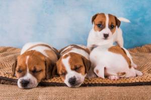 Группа щенков джек рассел терьера на синем фоне