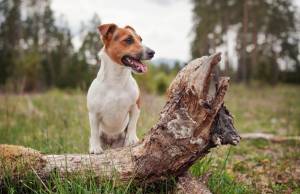 Маленький джек-рассел-терьер на лесном лугу, передние лапы на упавшем дереве, язык высунут, глядя в сторону