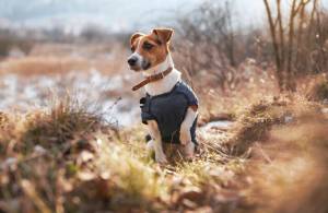 Маленький джек-рассел-терьер в темно-синей зимней куртке сидит на земле с травой и снежными пятнами, одна лапа вверх, размытые деревья  кусты на заднем плане