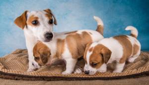 Джек-рассел-терьер сука с щенками на горизонтальном одеяле