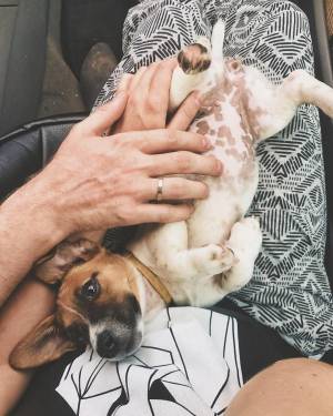 джек рассел терьер щенок jack russell terrier puppies art арт funny jrt дрт щенки