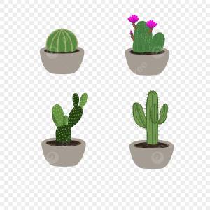 кактусы PNG рисунок, картинки и пнг прозрачный для й загрузки