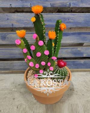 Композиция Веселые кактусы в керамике 1 от 4000 рублей в Москве и МО, доставка
