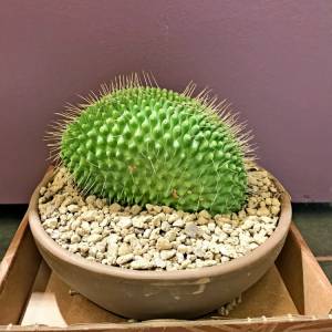 Кактус в керамике D17