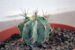 Кактус домашний