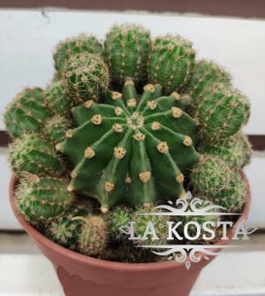 Кактус Ребуция Мультибол доставка Москва Россия Регионы от 924 рублей, доставка