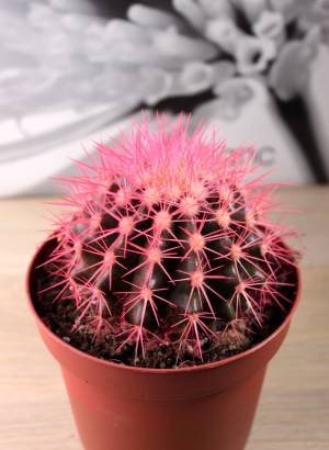 Кактус цветной розовый ⌀12
