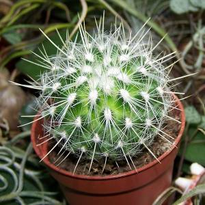 Семейство кактусов