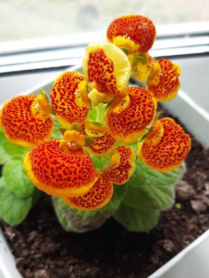 Комнатные цветы