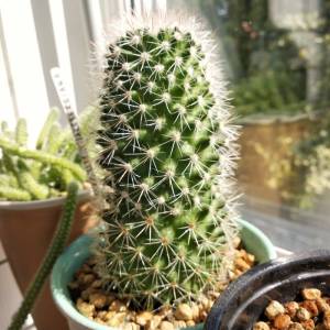 О неуёмной любви к растениям Часть 2