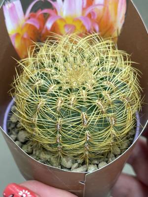 Кактус Оройя Перуанская