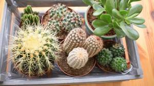 Кактусы и уход за ними