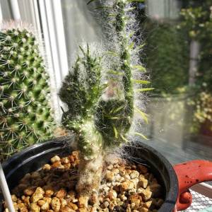 О неуёмной любви к растениям Часть 2