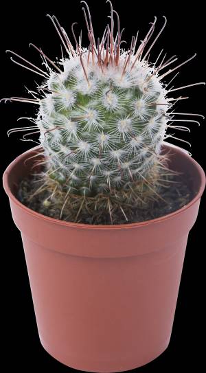 Кактус микс 5х10 см по цене 255 ₽