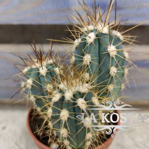 Кактус Стенсония Корине от 286 рублей в Москве и МО, доставка