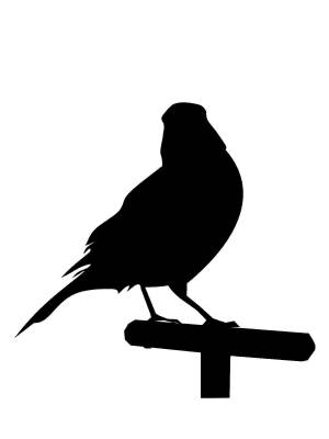 Трафареты Канарейки