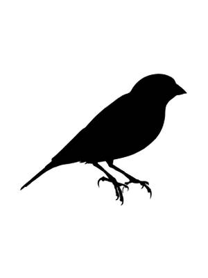 Трафареты Канарейки